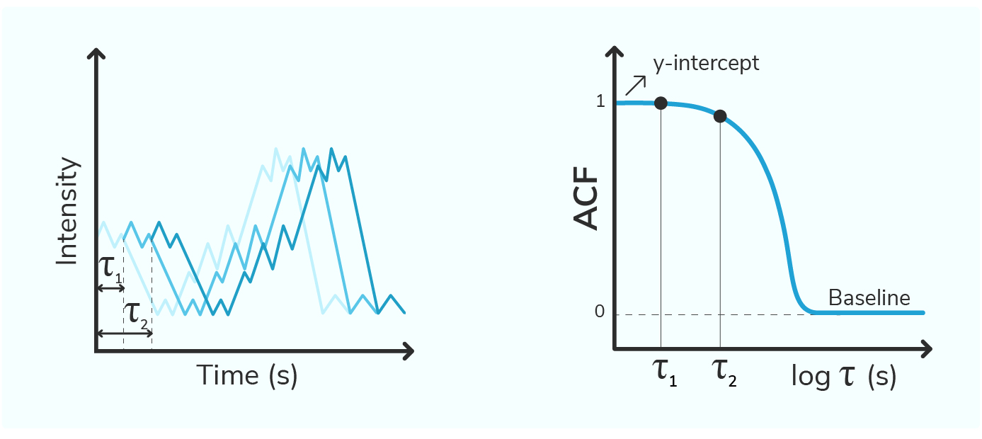 Figure 2. The image consists of two panels side by side, the two panels explain how DLS data starts as raw intensity fluctuations and is processed into an autocorrelation curve to extract meaningful physical information about particles in solution. Left: 'Intensity vs. Time (s)' represents how the signal intensity (y axis, in arbitrary units) changes over time (x axis, in seconds). Three jagged, wavy lines are plotted across the graph, representing intensity fluctuations from particles in solution. The three lines are shifted to each other in time and are represented by faint red, light red, and dark red lines. Lag times 𝜏1 and 𝜏2 are the time differences between the first two and the next two shifted intensity measurements, respectively, and indicate the timescale over which intensity correlations are measured. Right: 'ACF vs. log 𝜏 (s)' represents the correlation of the scattered light intensity with itself after a delay or 'lag time' of𝜏 seconds. The y axis displays the AutoCorrelation Function (ACF), while the x-axis displays the logarithmic scale of 𝜏 in seconds. The typical shape of the ACF follows a smooth, sigmoidal decay that flattens out toward the right, reflecting the speed of particles diffusing due to Brownian motion. The initial value, or Y-intercept of the ACF represents the initial correlation of the intensity and is influenced by the setup, laser coherence, and overall intensity of the scattered light.The slope of the decay gives insight into particle motion, a steep decay corresponding to fast diffusion due to smaller particles. The baseline at long lag times represents the point where the intensity fluctuations are no longer correlated, when the system has randomized enough that the intensity at time t is statistically independent from the intensity at time t + 𝜏 (in theory, this is the autocorrelation value at infinite lag time and can be approximated through curve fitting). The baseline effectively acts as the asymptote of the decay and is critical for accurate size analysis.