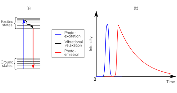 Fluorescence Lifetime Imaging (FLIM)