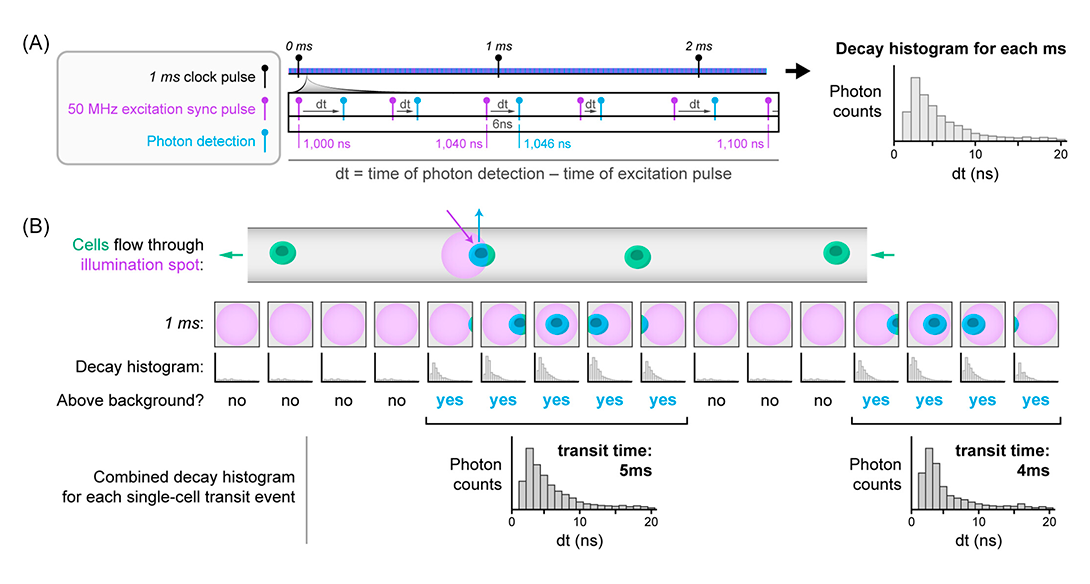 Stream of 1ms “snapshot” histograms are processed on the fly to detect the presence and transit of single cells through the excitation laser spot. Consecutive histograms belonging to the same cell are combined to produce the single cell decay histogram. 