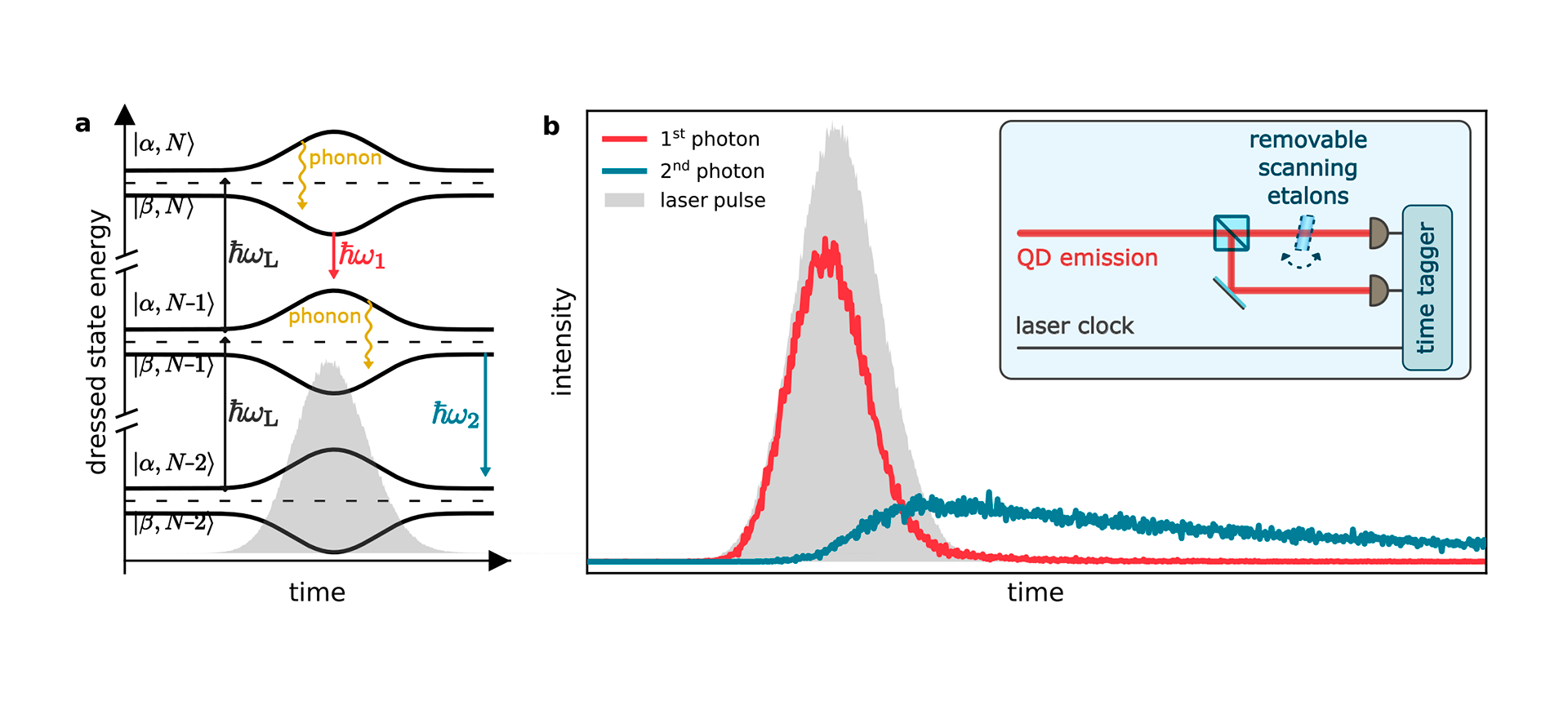Diagram showing a re-excitation event in a quantum dot. Figure (a) illustrates the quantum energy levels and phonon interactions during excitation and emission, indicating redshifted emission while the system interacts with the laser pulse. Figure (b) shows arrival-time histograms of the first and second photons measured with Swabian Instruments’ Time Tagger, highlighting their distinct temporal shapes relative to the laser pulse. (https://doi.org/10.48550/arXiv.2507.07082)